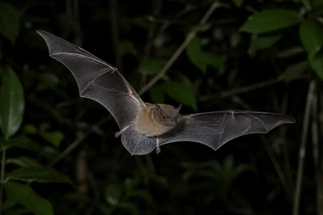 Christmas Island Pipistrelle · scientific reconstruction