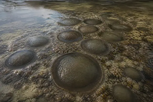 Chuaria · scientific reconstruction