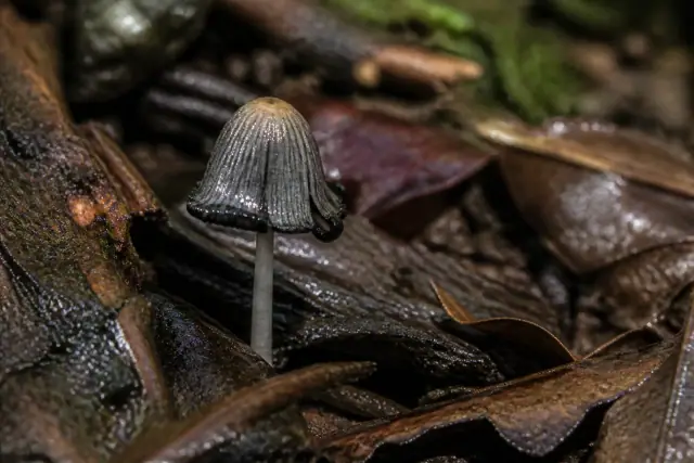 Coprinites · scientific reconstruction