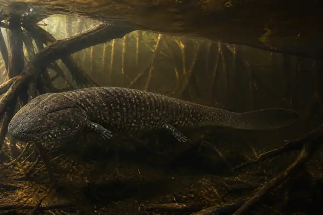 Crassigyrinus · scientific reconstruction