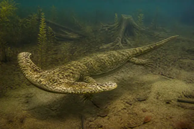 Diplocaulus · scientific reconstruction