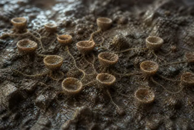 Diskagma · scientific reconstruction