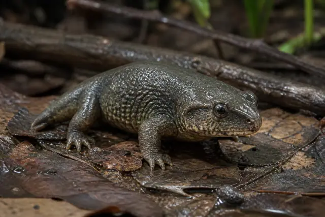 Doleserpeton · scientific reconstruction