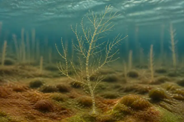 Doushantuophyton · scientific reconstruction