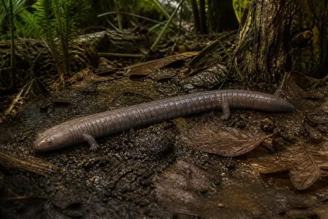 Eocaecilia (Eocaecilia micropodia) · scientific reconstruction