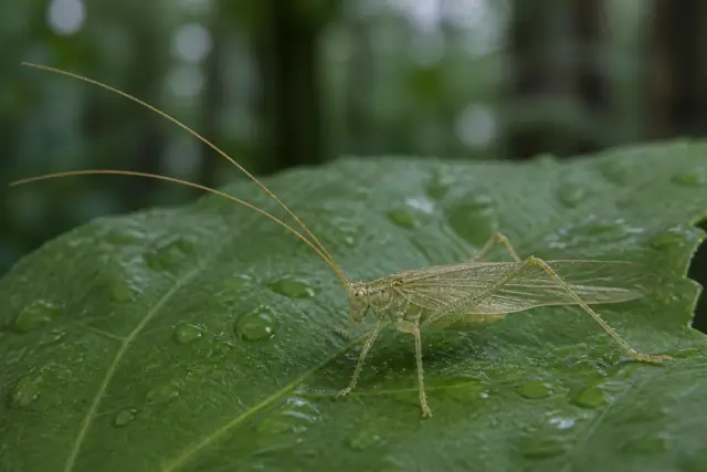 Eomortoniellus · scientific reconstruction