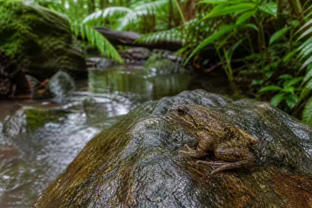 Southern Gastric-brooding Frog · scientific reconstruction