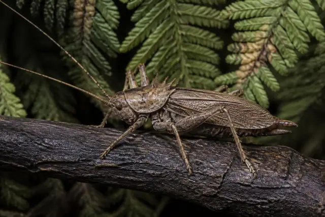 Gerarus · scientific reconstruction