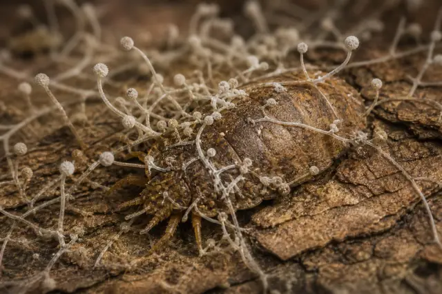 Gerontomyces · scientific reconstruction