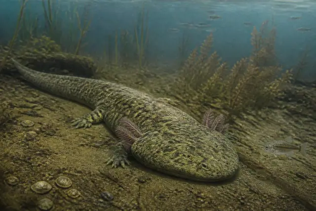 Gerrothorax · scientific reconstruction