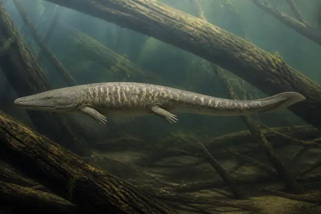 Greererpeton · scientific reconstruction