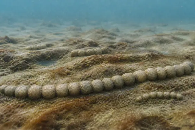 Horodyskia · scientific reconstruction