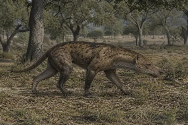Hyaenodon · scientific reconstruction