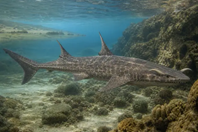 Hybodus · scientific reconstruction