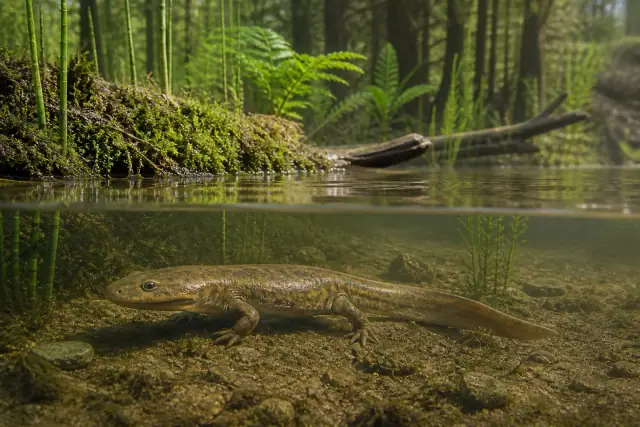 Karaurus (Karaurus sharovi) · scientific reconstruction