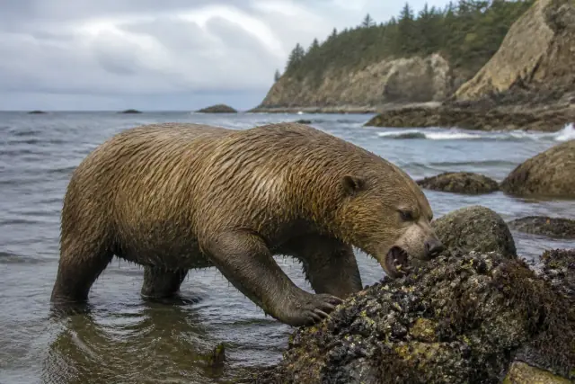 Kolponomos · scientific reconstruction