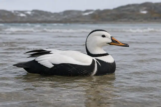 Labrador Duck · scientific reconstruction