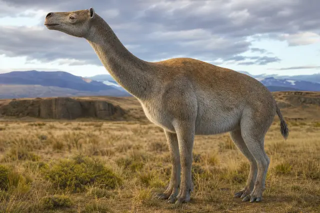 Macrauchenia · scientific reconstruction