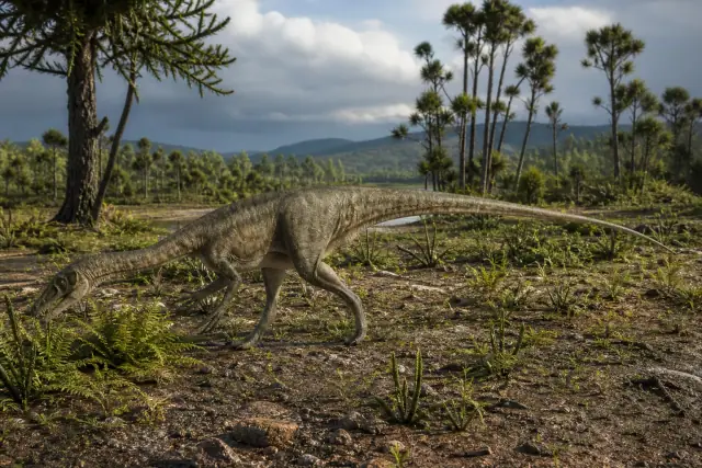 Massospondylus (Massospondylus carinatus) · scientific reconstruction