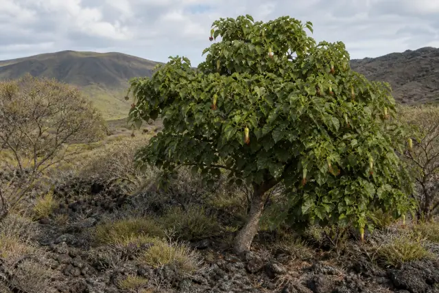 Maui Hau Kuahiwi · scientific reconstruction