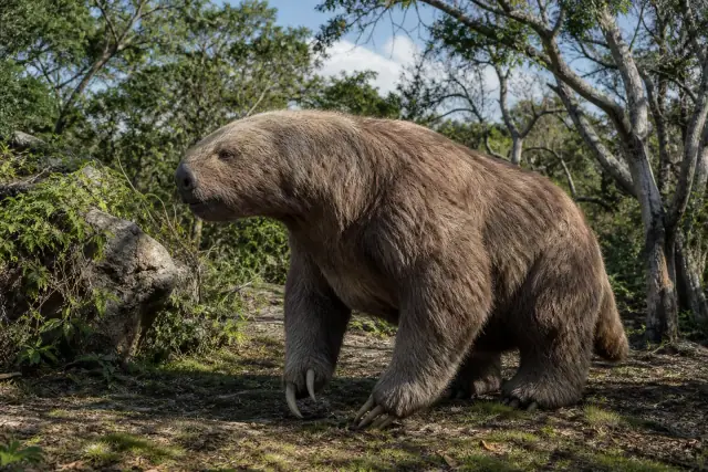 Mégalocnus · reconstitution scientifique