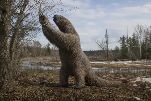 Jefferson's Ground Sloth · scientific reconstruction