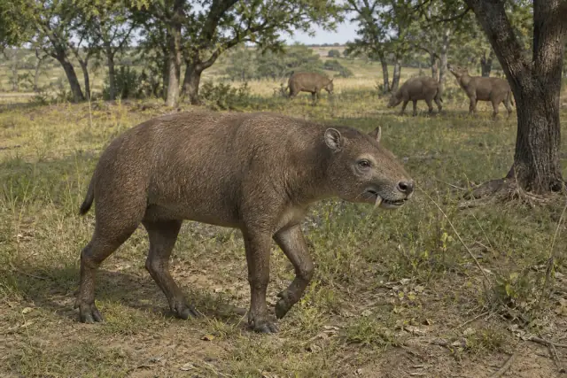 Merycoidodon · scientific reconstruction