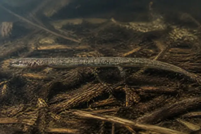 Microbrachis · scientific reconstruction