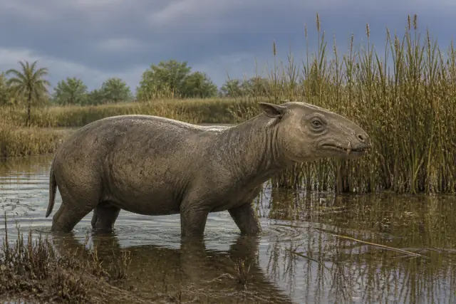 Moeritherium (Moeritherium lyonsi) · reconstrucción científica