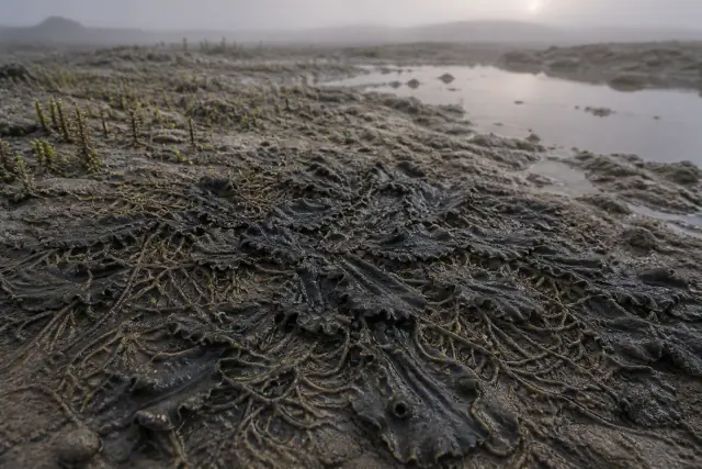 Nematothallus · scientific reconstruction