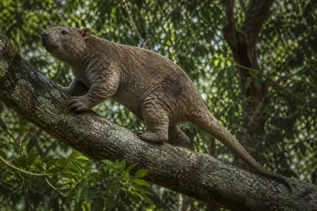 Nimbadon · scientific reconstruction