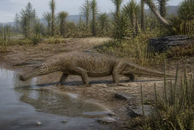 Ophiacodon · scientific reconstruction