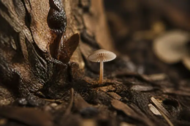Palaeoagaracites · scientific reconstruction
