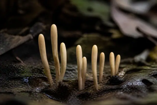 Palaeoclavaria · scientific reconstruction