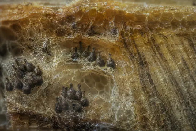 Paleopyrenomycites · scientific reconstruction