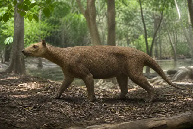 Phenacodus · scientific reconstruction