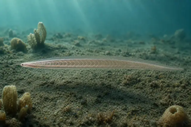 Pikaia · scientific reconstruction