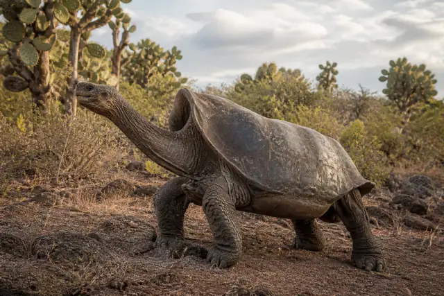 Chelonoidis abingdonii · reconstitution scientifique