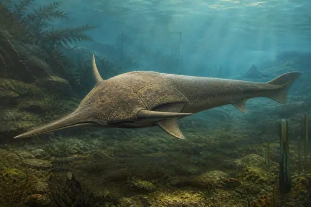 Pituriaspis · scientific reconstruction