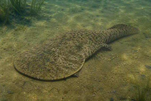 Plagiosuchus · scientific reconstruction
