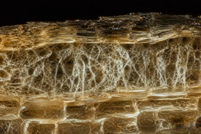 Protoascon · scientific reconstruction