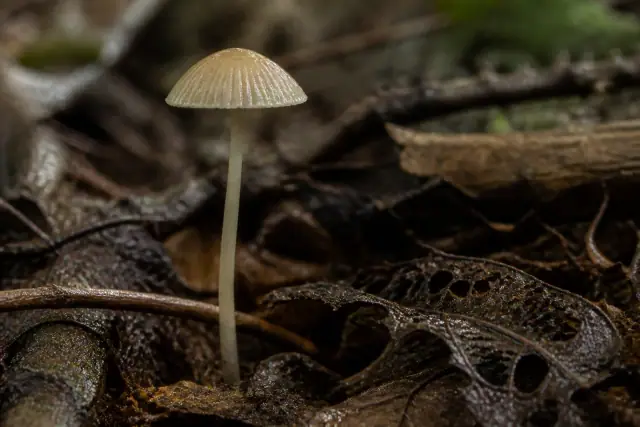 Protomycena · scientific reconstruction