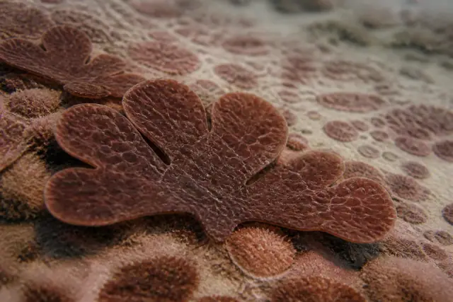 Ramathallus · scientific reconstruction