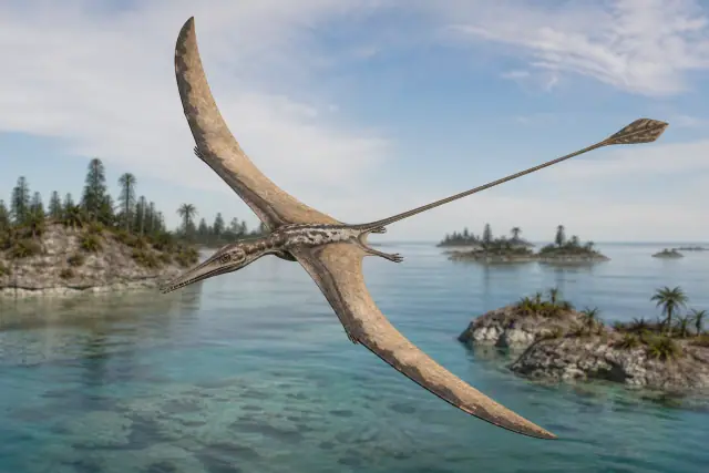 Rhamphorhynchus (Rhamphorhynchus muensteri) · scientific reconstruction