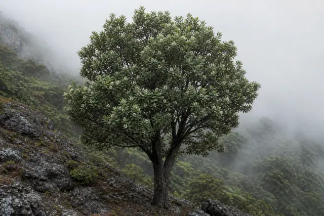 Saint Helena Olive (Nesiota elliptica) · scientific reconstruction