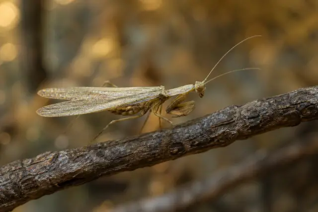 Santana Mantis (Santanmantis axelrodi) · scientific reconstruction