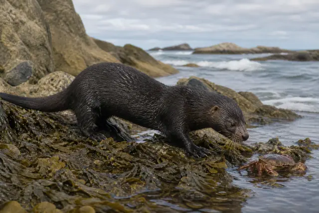 Sea mink · scientific reconstruction