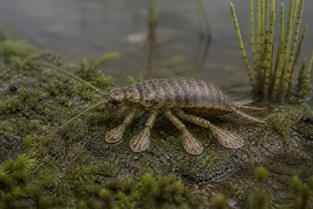 Strashila · scientific reconstruction