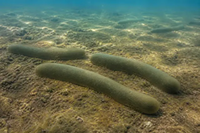Tawuia · scientific reconstruction