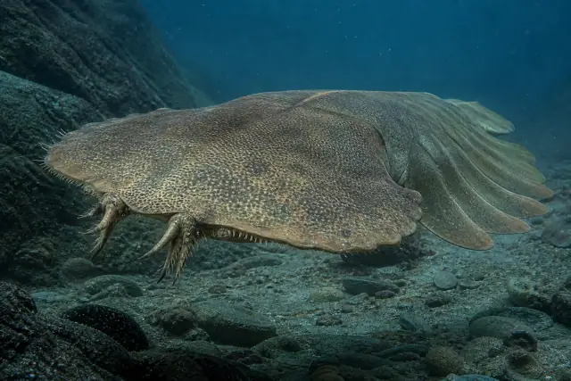 Titanokorys · scientific reconstruction